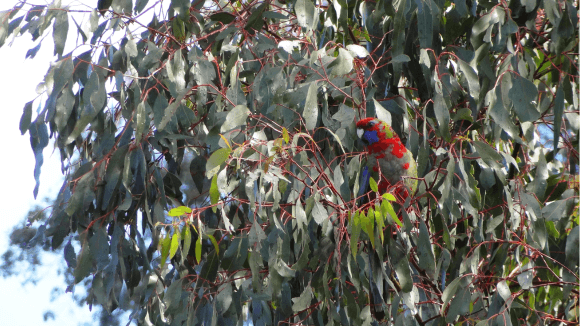Photo of a native bird in a tree.