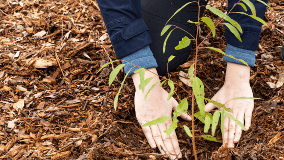 Two hands planting a seedling in dirt.