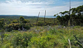 Photo of the landscape at Mooney Valley in NSW.