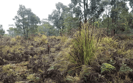 Photo of the landscape at Myamyn Wetlands in VIC.