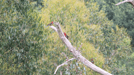 Crimson Rosellas' sitting on a tree