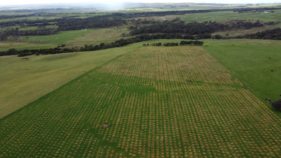 Photo of Greenfleet's new plantings at Tarwin Lower in Victoria