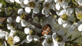 Photo of white cotton flower