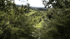 Landscape photo of a lush green forest.