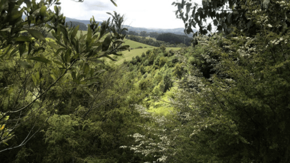 Landscape photo of a lush green forest.
