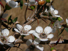 foulage with white flowers.