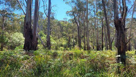 Photo of the landscape at Watson Creek Habitat Link in VIC.