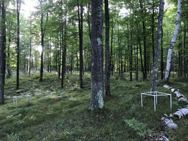 Photo of the landscape at Matsubayashi Nojo in NSW.