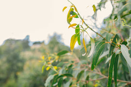 Photo of green foulage.