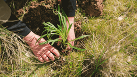 Hands planting a seedling