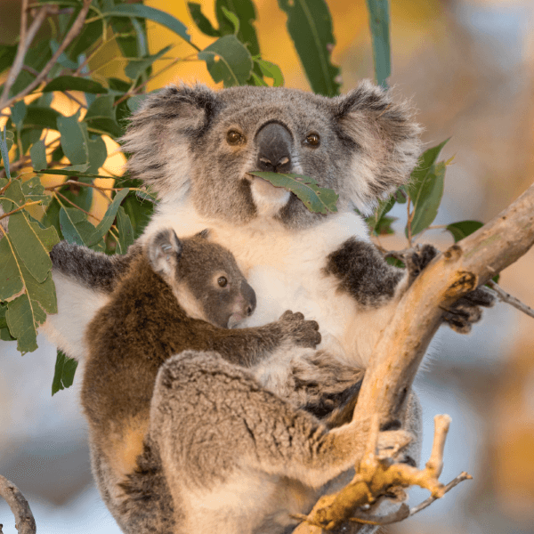 Photo of an adult and baby koala in a eucalyptus tree