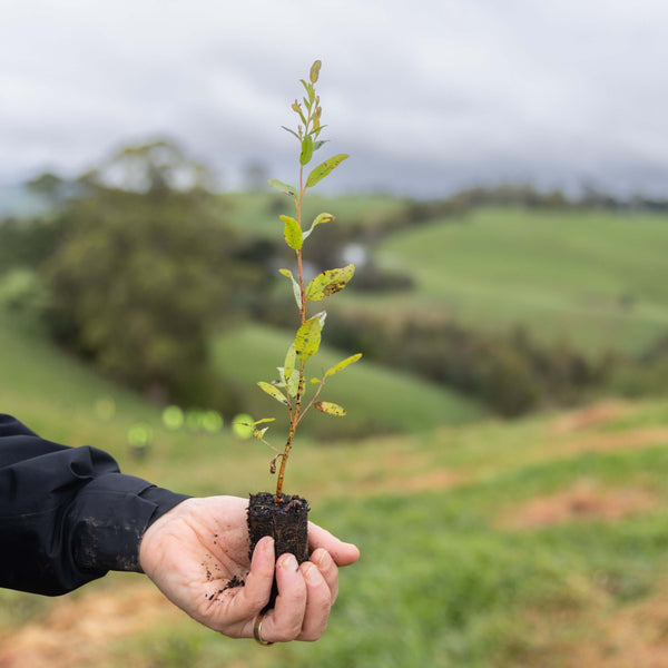 hand holding seedling with rolling forest in the background.