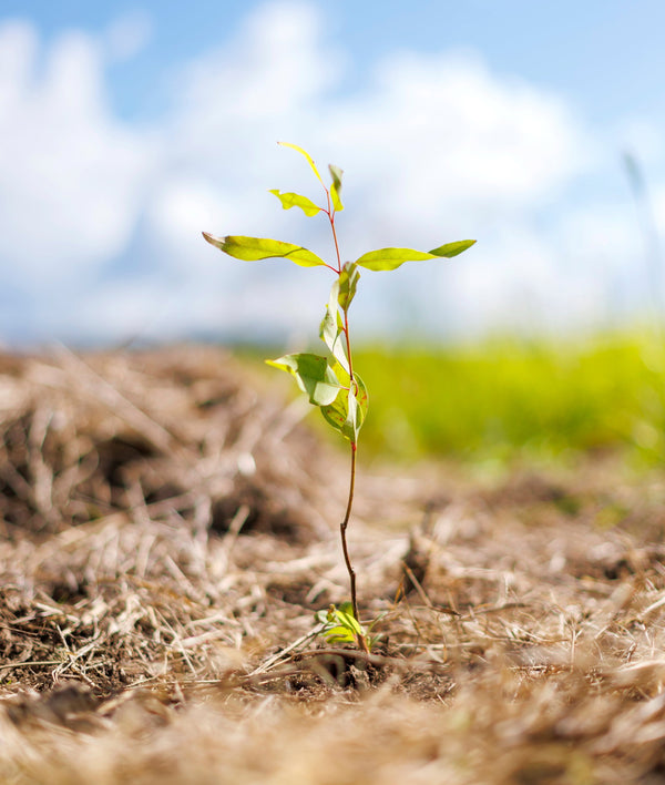 Young seedling growing in a field with a blue sky in the background