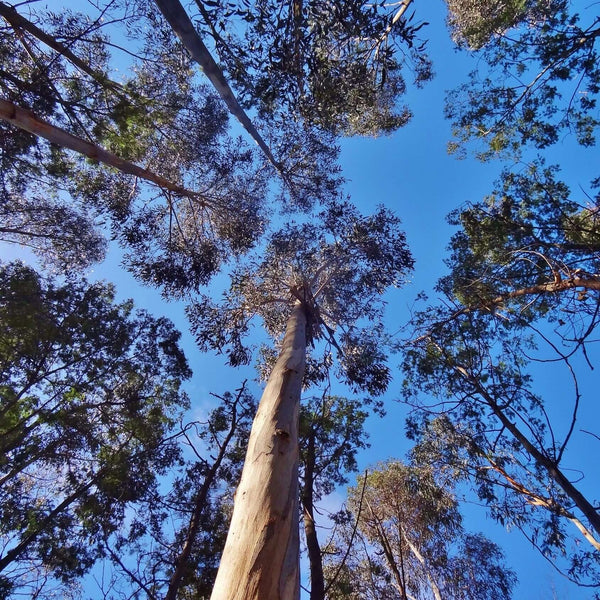 photograph looking up at the tree canopy with blue sky in the background.