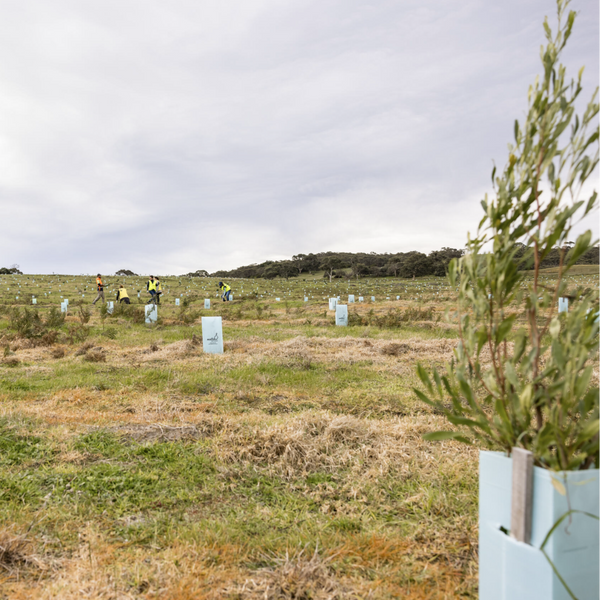 Field with trees and people in the distance under a cloudy sky