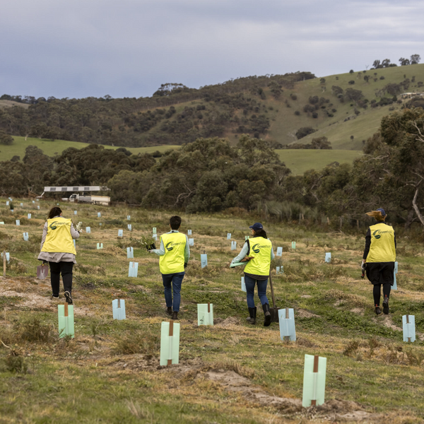 Four people in yellow vests standing in a field with planted trees.