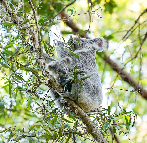 Photo of a koala sitting on a branch of a tree