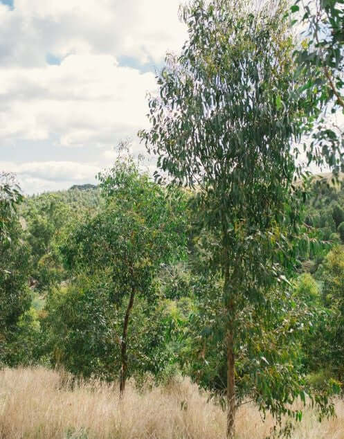 Photo of forest with grown trees, and grass. Taken from March 2021.