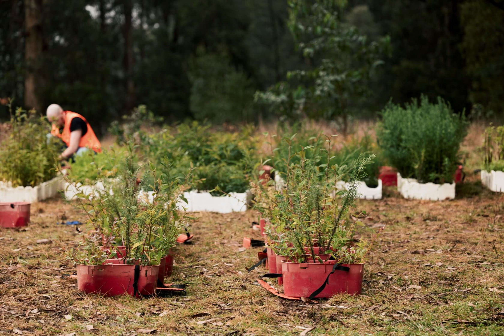 Photo of red tubs holding seedlings, ready to be planted
