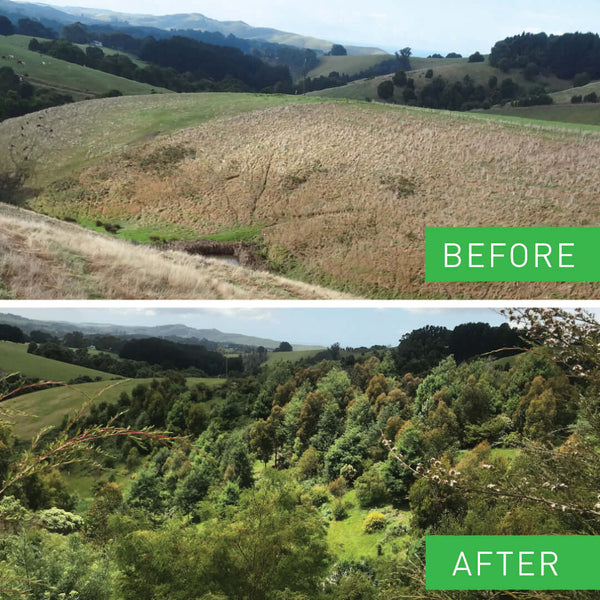 before and after photos of Whitehurst forest