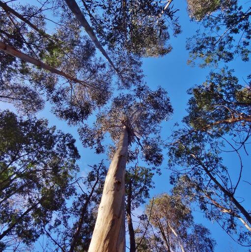 Canopy image of trees in a Greenfleet forest with blue sky.