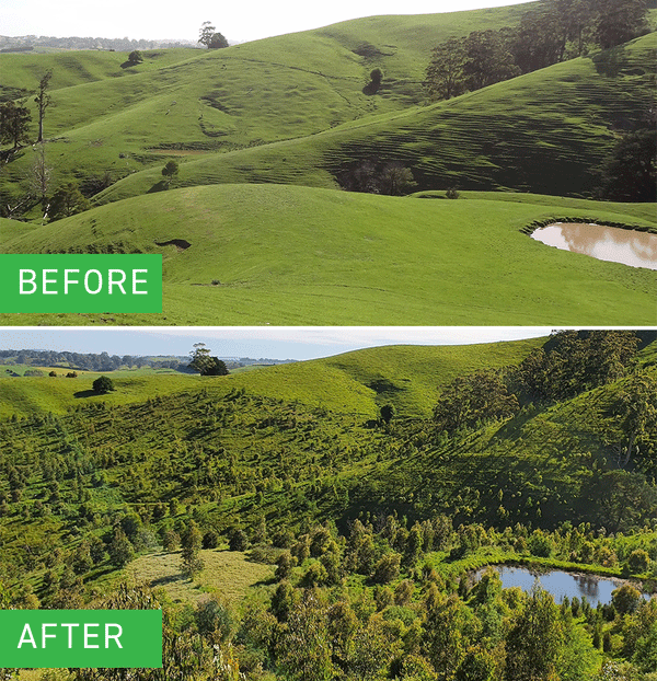 Before and after photos of Greenfleets Wurneet Laang Laang site.