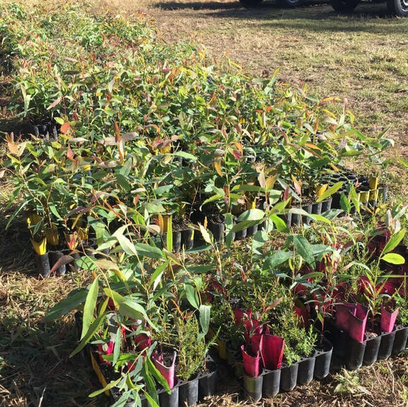 Photo of seedlings waiting to be planted.