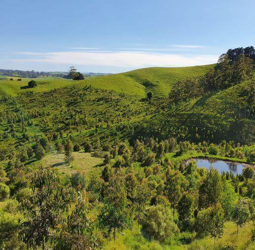 Photo of vast green landscape with native forest revegetation underway.