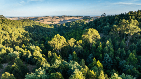 Aerial photo of lush forest on a sunny day.