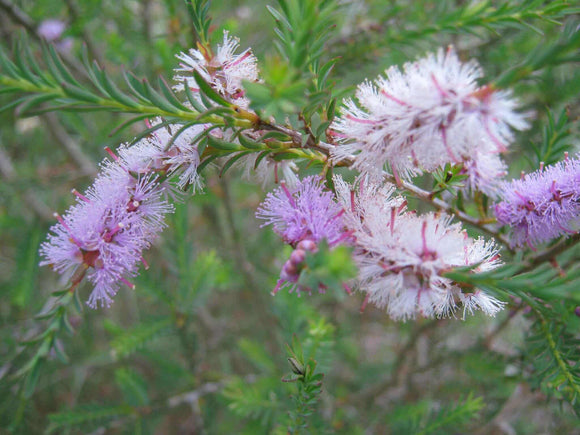 Photo of foulage and flowers.